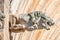 Roof figure of scary gargoyle at main facade of cathedral in Magdeburg, Germany