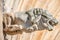 Roof figure of scary gargoyle at main facade of cathedral in Magdeburg, Germany