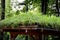 The roof garden is tall with grass. A well established green roof blends in with the surroundings. wooden garage with gutter