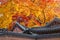 Roof of Gyeongbukgung and Maple tree in autumn.