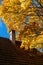 The roof of a house with crooked chimney and a tree with golden leaves