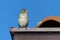 On the roof of a house the sparrow made a nest and stands on the roof, blue sky and tiny sparrow, sparrow on the house roof