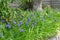 Roof iris ( Iris tectorum ) flowers.