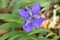 Roof iris ( Iris tectorum ) flowers.