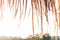 Roof made from dry grass on country farm background