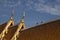 Roof of marble temple and birds