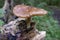 Roof mushroom - pluteus roseipes