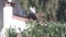 Roof of old mexican house tiled, ceramic clay tiles. Suburban California garden.