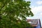 Roof with photovoltaic modules behind the foliage of a gigantic walnut tree