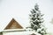 Roof of a wooden house with a nearby standing spruce