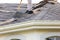 Roofer removing roof shingles with roof shingle remover