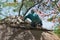 Roofer repairs the thatched roof of a house, botswana, africa