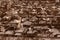 Roofs Of Houses, Top View. Kharkiv, Ukraine.