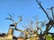 Rooftop chimney with large tree branches against a blue sky