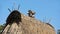 Rooftop detail Bena traditional village with grass huts of Ngada people in Flores near Bajawa.