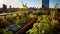 Rooftop garden in a modern city, natural fruits and vegetables