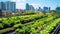 Rooftop garden, Rooftop vegetable garden, Growing vegetables on the rooftop of the building, Agriculture in urban on the rooftop