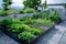 A rooftop garden with various vegetables and herbs, city buildings on background.