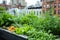 A rooftop garden with various vegetables and herbs, city buildings on background.