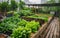 Rooftop gardening, Rooftop vegetable garden, Growing vegetables on the rooftop of the building
