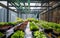 Rooftop gardening, Rooftop vegetable greenhouse garden, Growing vegetables on the rooftop of the building