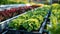 A rooftop greenhouse filled with rows of leafy greens and other vegetables powered by solar panels and equipped with