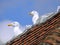 Rooftop nesting seagulls