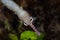 Rooftop Pipefish Face in Indonesia