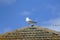 Rooftop seagull