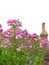 Rooftop small country garden flowers