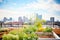 rooftop vegetable garden with city skyline backdrop