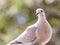 Rooftop White Dove