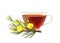 Rooibos herbal tea cup and redbush plant branch