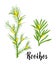 Rooibos tea plant, leaf, flower. Branch of rooibos Hand drawn color sketch illustration, line art. African rooibos tea