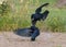 Rook attacks another rook in fast flight with spreaded tail and wings