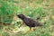 A rook bird in the grass in the field find a food