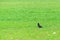 Rook bird on green field