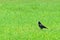 Rook bird on green field