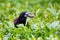 Rook bird with walnut in his beak