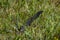 Rook black bird feather alone in summer flower color meadow