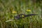 Rook black bird feather alone in summer flower color meadow