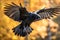 Rook (Corvus corax) flying in the forest. Generative AI