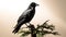 Rook, Corvus corax, single bird on branch, South Africa