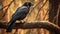 Rook, Corvus corax, single bird on branch, South Africa. AI generated.