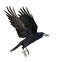 Rook, Corvus frugilegus, 3 years old