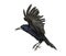 Rook, Corvus frugilegus, 3 years old