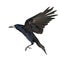 Rook, Corvus frugilegus, 3 years old, flying