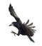 Rook, Corvus frugilegus, 3 years old, flying