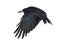 Rook, Corvus frugilegus, 3 years old, flying