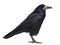 Rook, Corvus frugilegus, 3 years old, standing